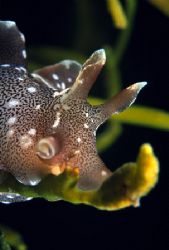 Norway 2004. Depth: 0.5 m. This picure was taken during t... by Kristian Soltesz 